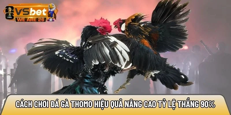 Cách chơi đá gà Thomo hiệu quả nâng cao tỷ lệ thắng 90% 5 Cách chơi đá gà Thomo